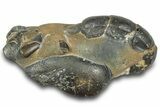 Fossil Mud Lobster (Thalassina) - Gunn Poin, Australia #307738-2